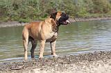 BULLMASTIFF 088